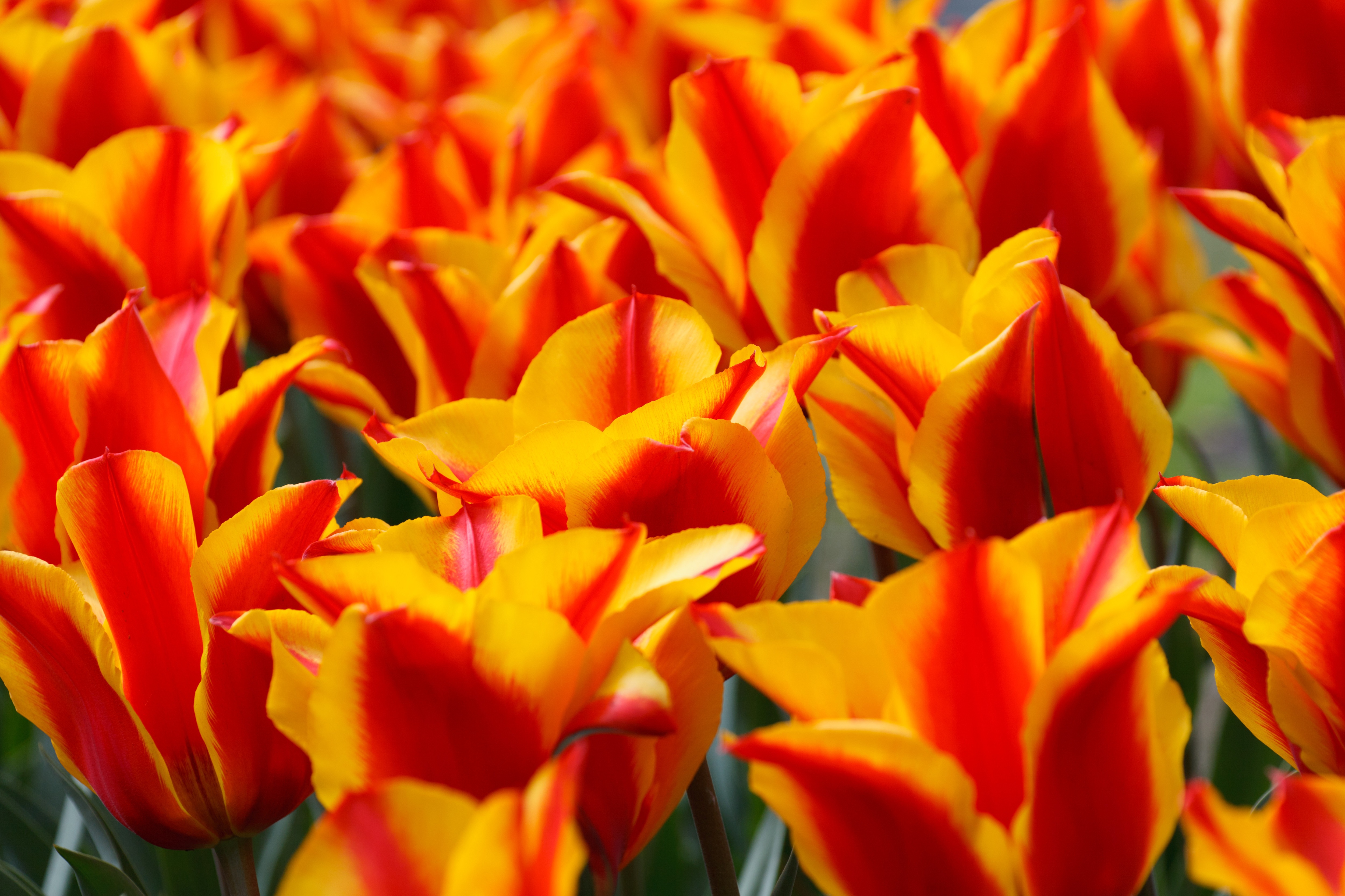 Фото бесплатно тюльпан, лепесток, цветущее растение