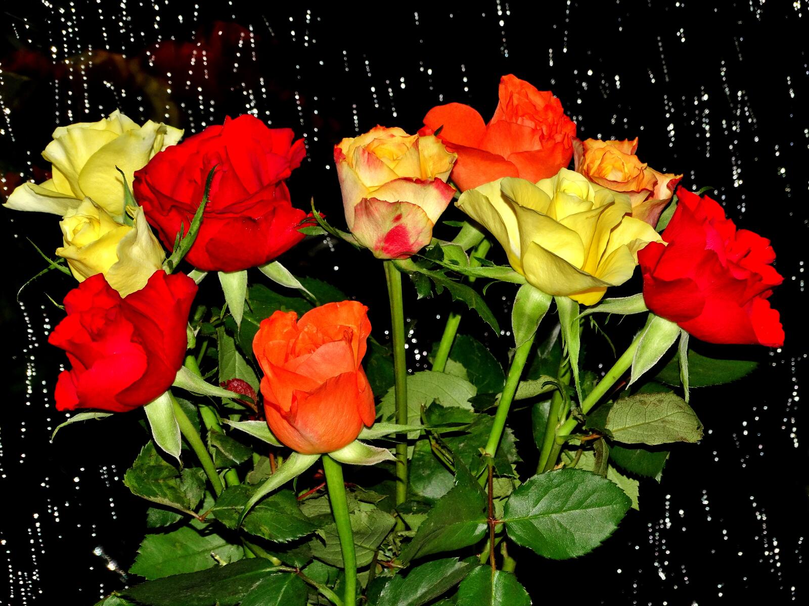 Обои розы красные желтые на рабочий стол