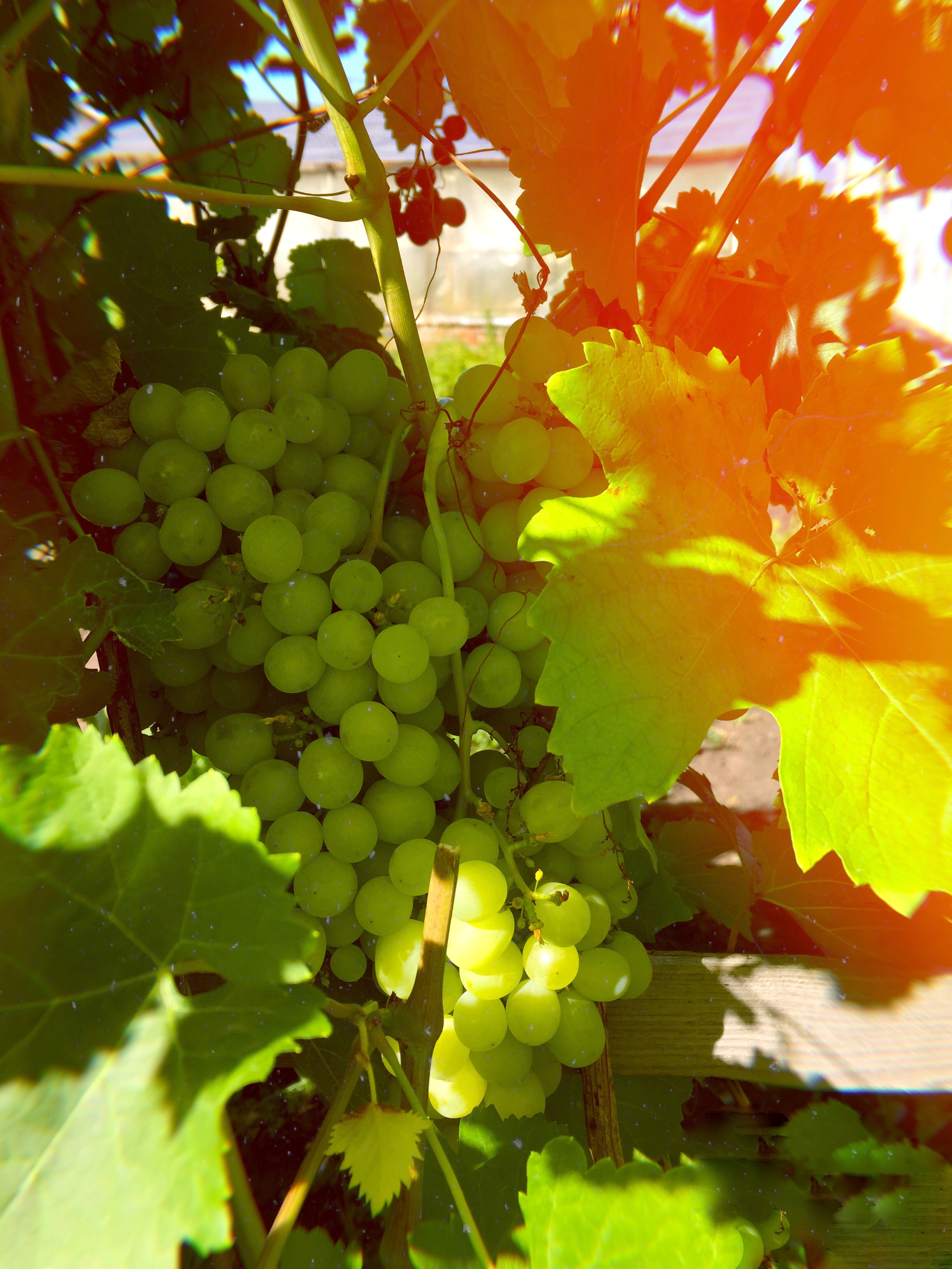 Photo free wallpaper grapes, leaves, summer