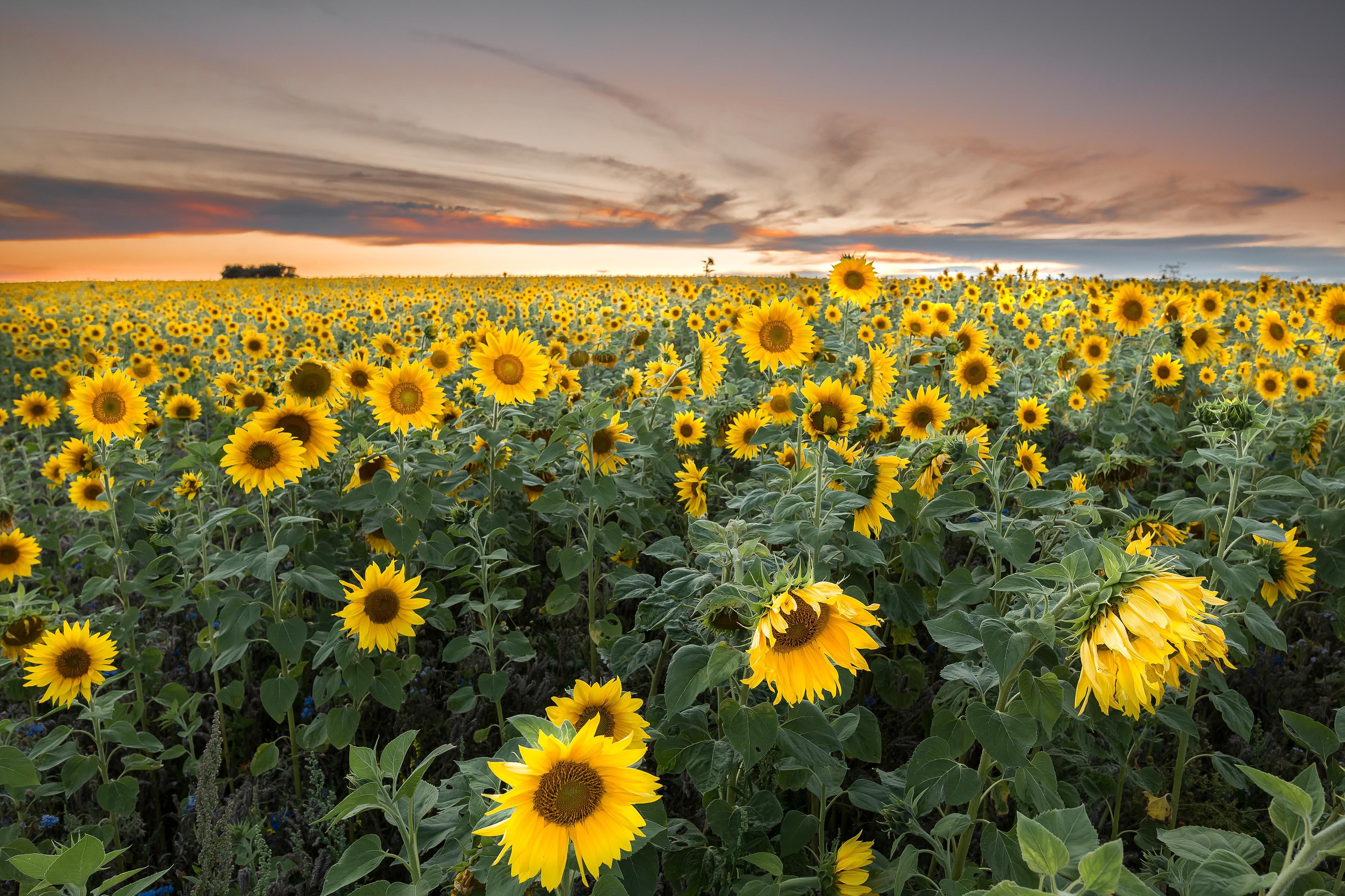 Photo free large field, sunflowers, sun light