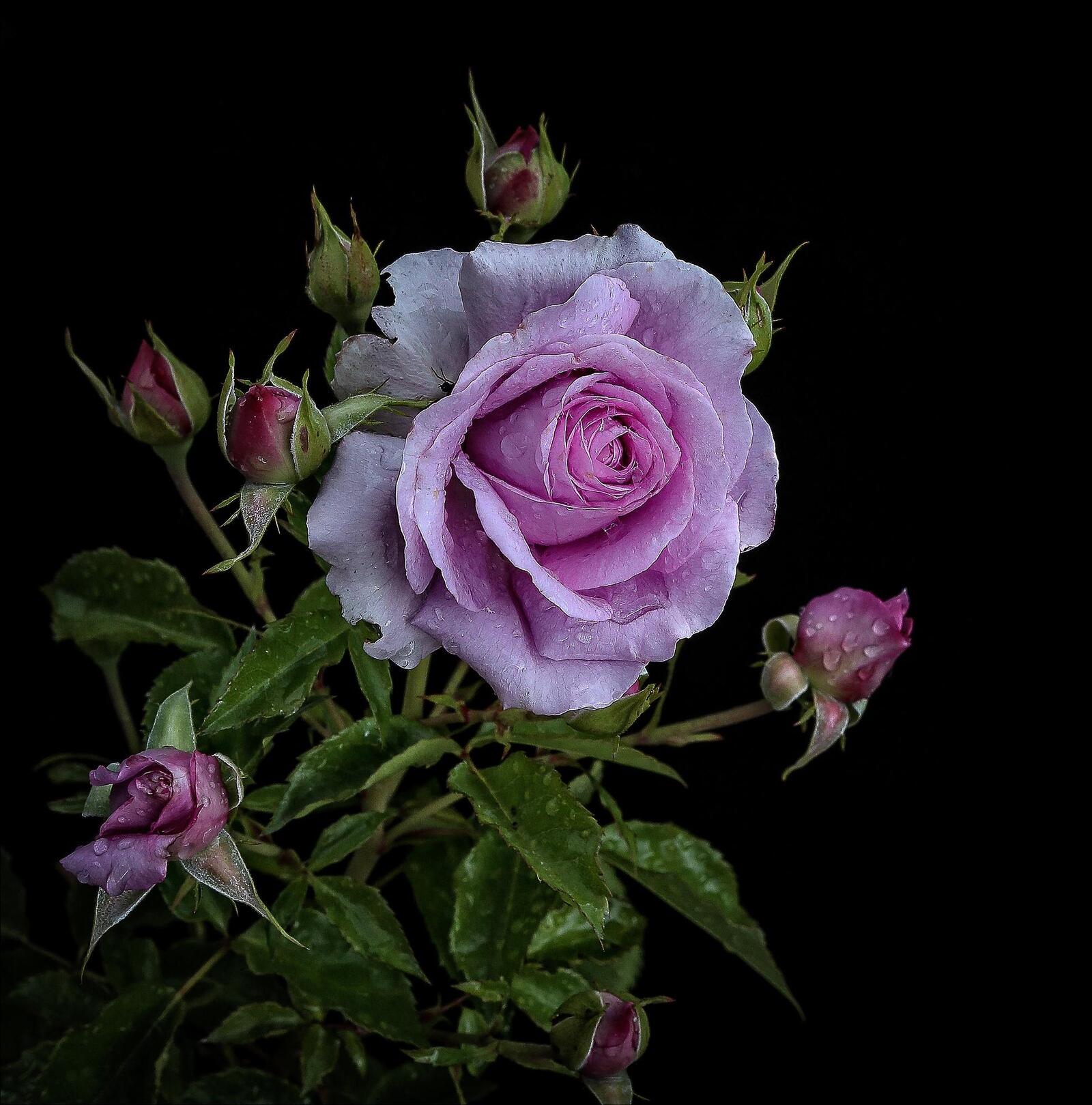 Обои цветы роза розовые цветы на рабочий стол