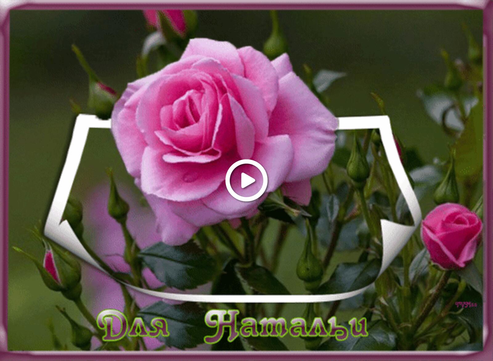 A postcard on the subject of roses for natalya pink rose natalia for free