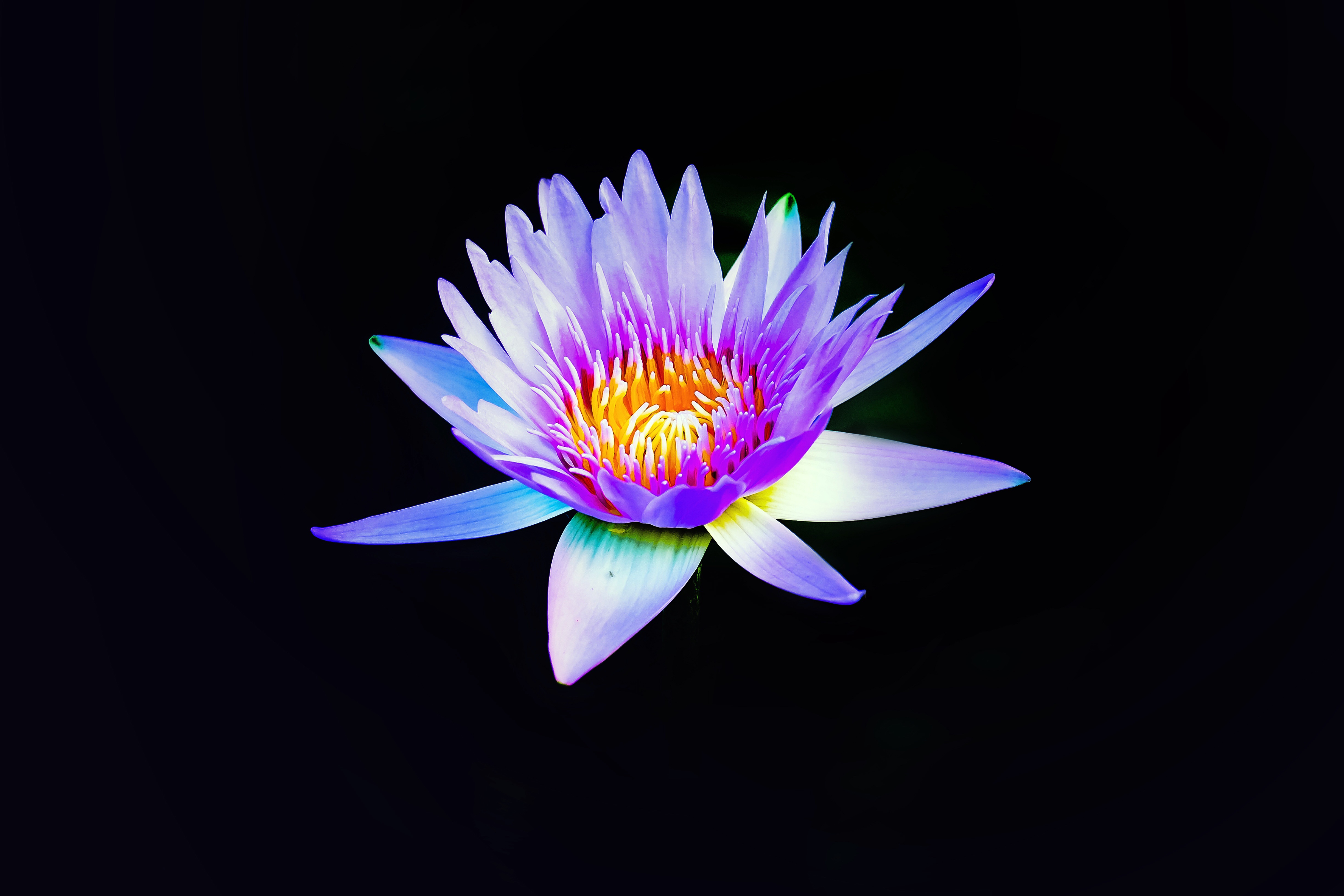 Wallpapers waterlily proteales lily on the desktop