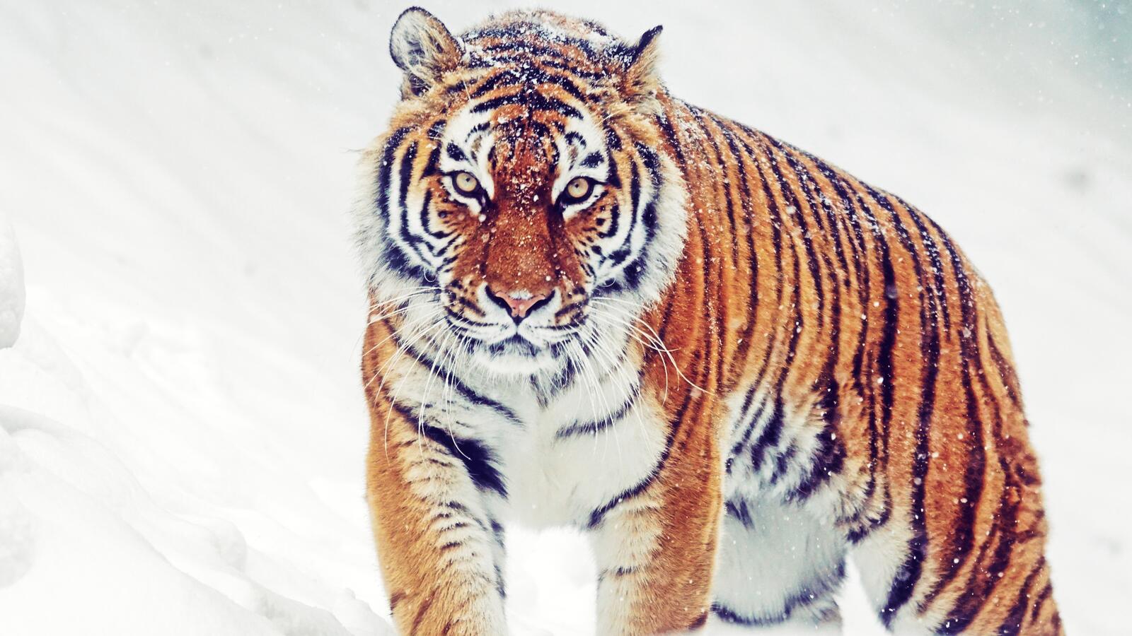 Обои Сибирский тигр кошки хищник на рабочий стол