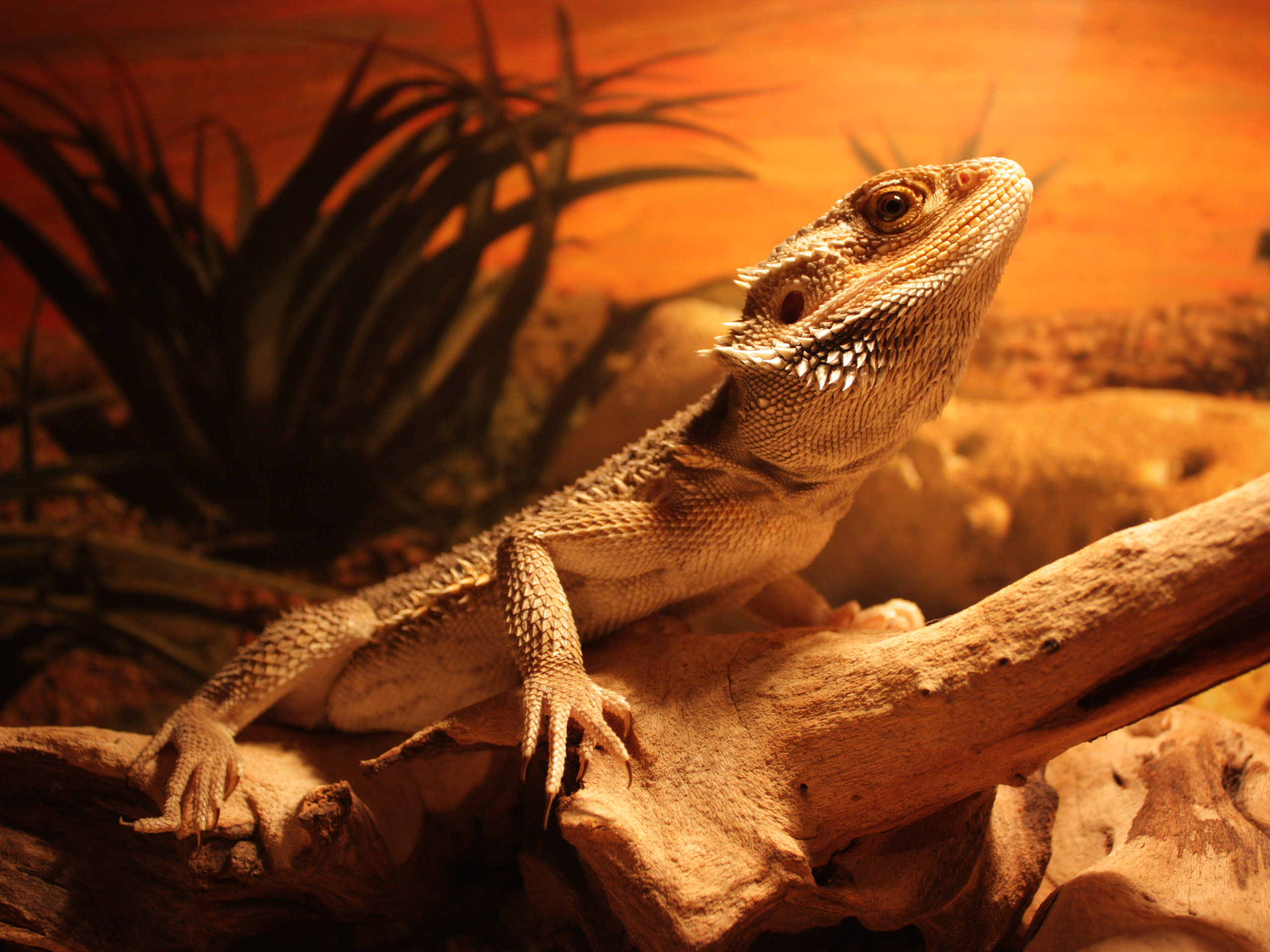 Wallpapers rock lizard animal on the desktop