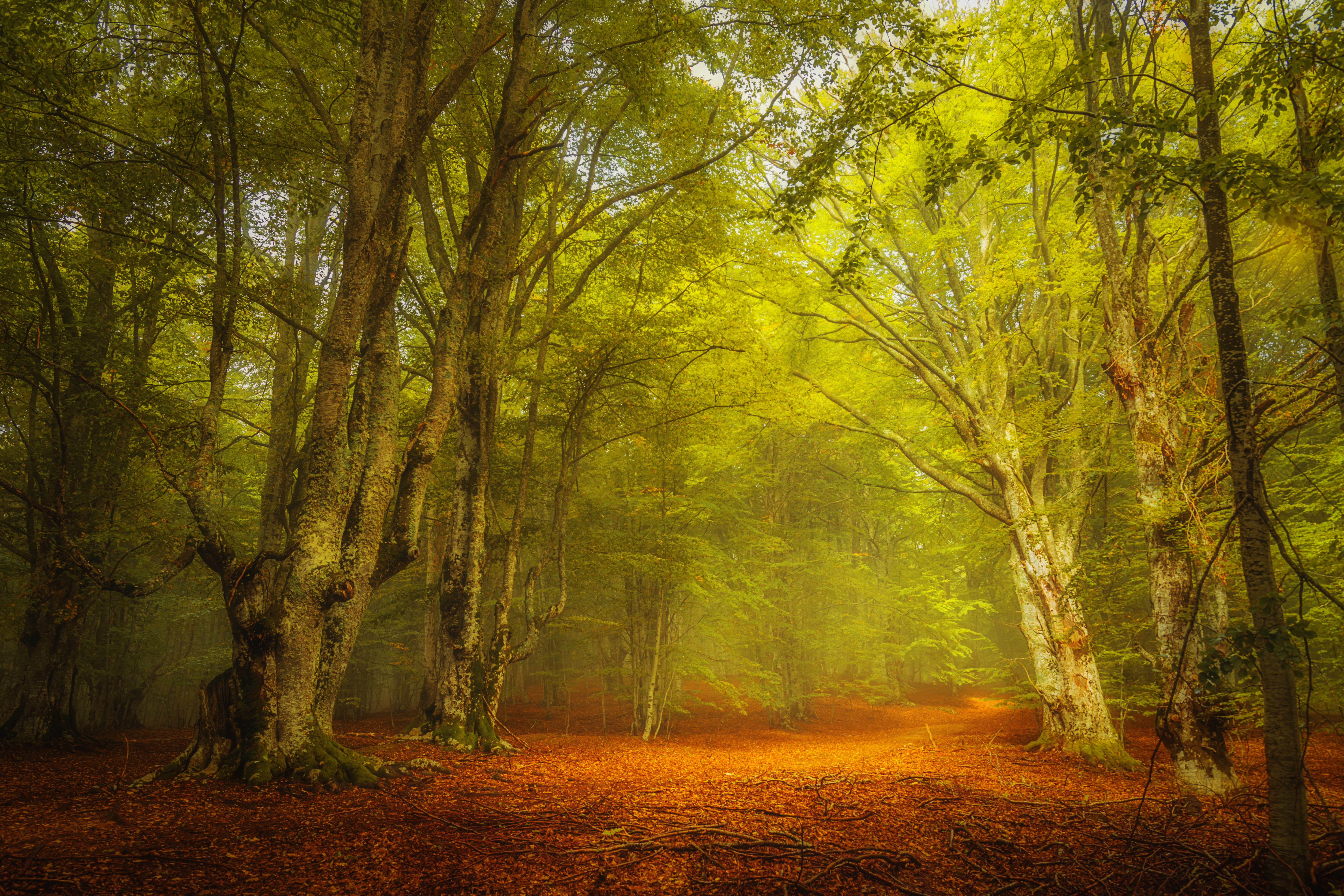 照片的森林，树木，雾在线免费的