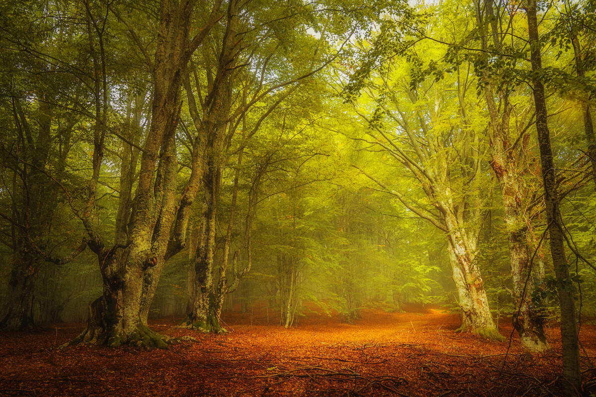 Фото лес, деревья, туман онлайн бесплатно