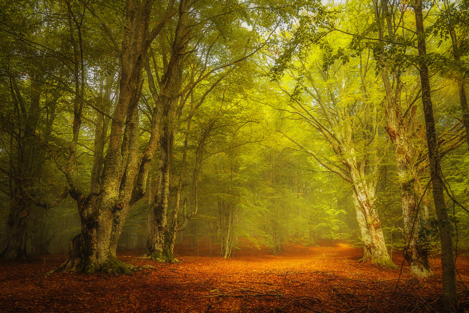 Free photo Photo of forest, trees, fog online for free