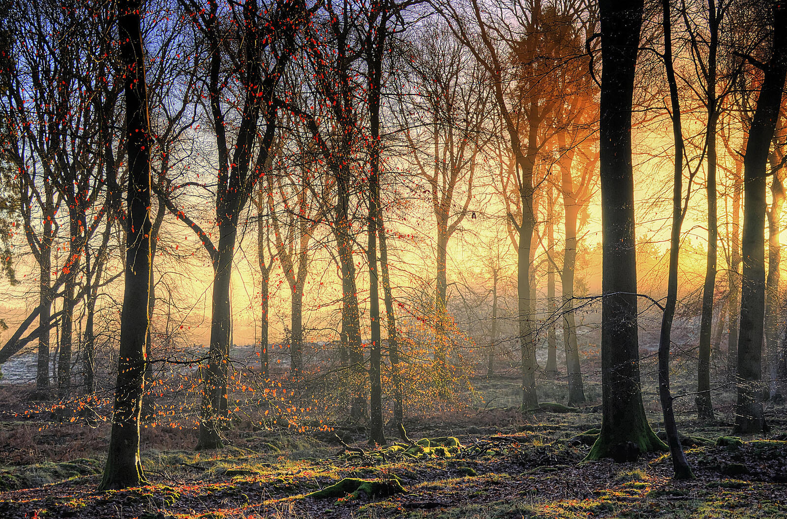 Wallpapers sunny weather rare forest nature on the desktop