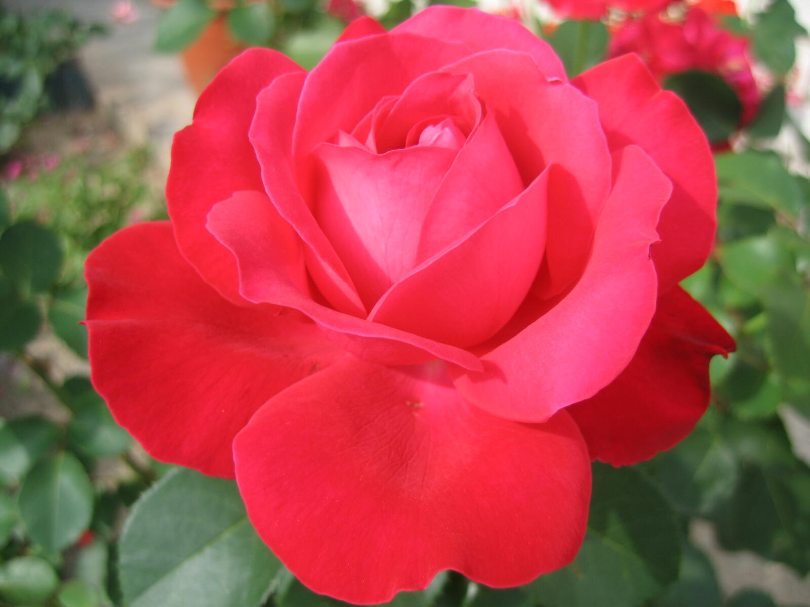 Бесплатное фото Цветок розы