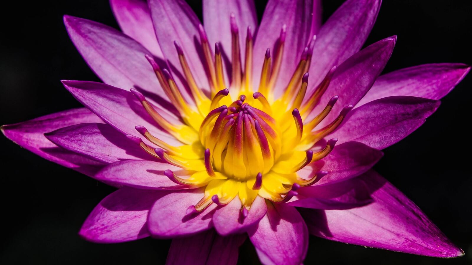 Free photo Water lily in pink.