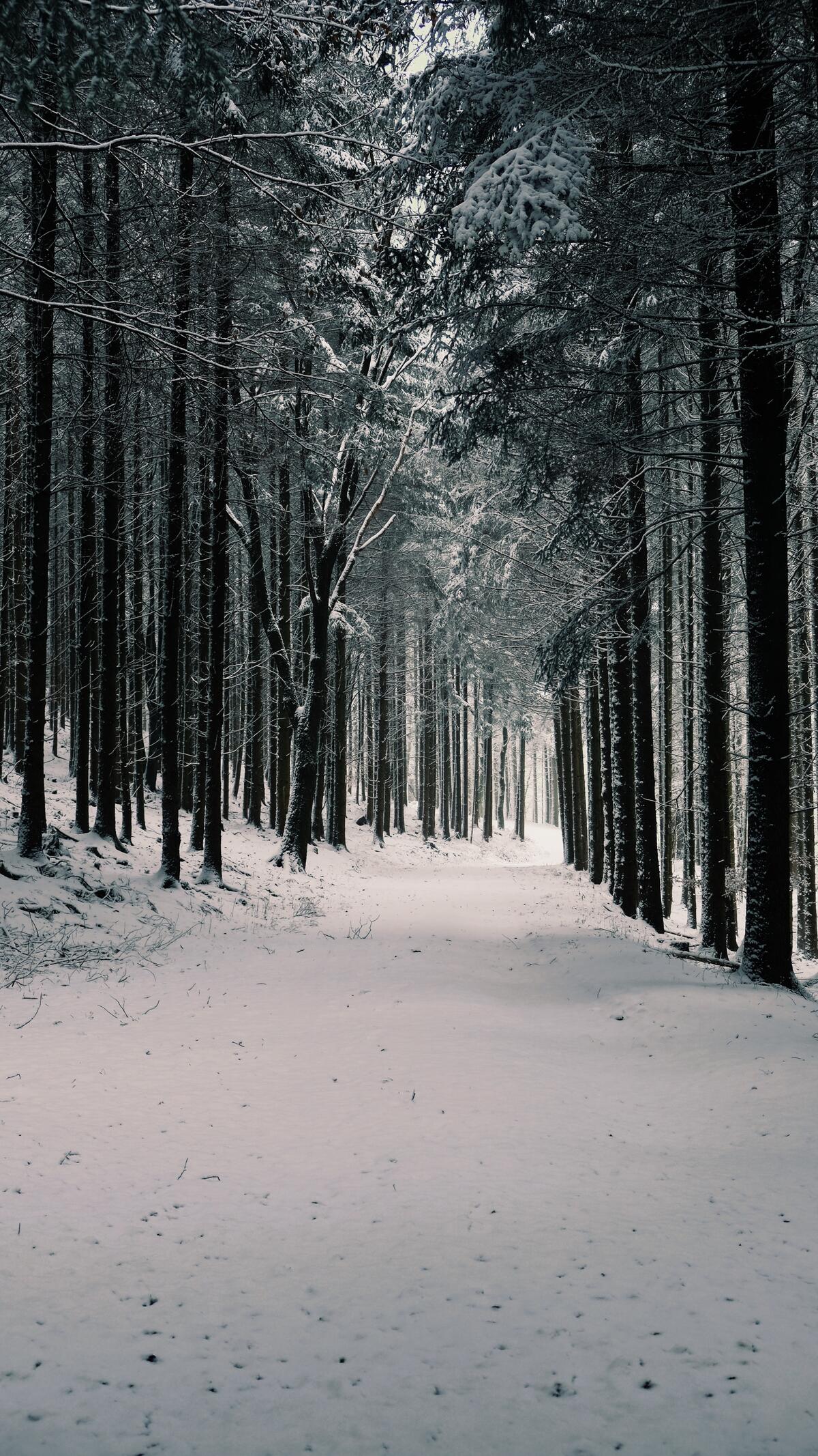 Winter road in a coniferous forest