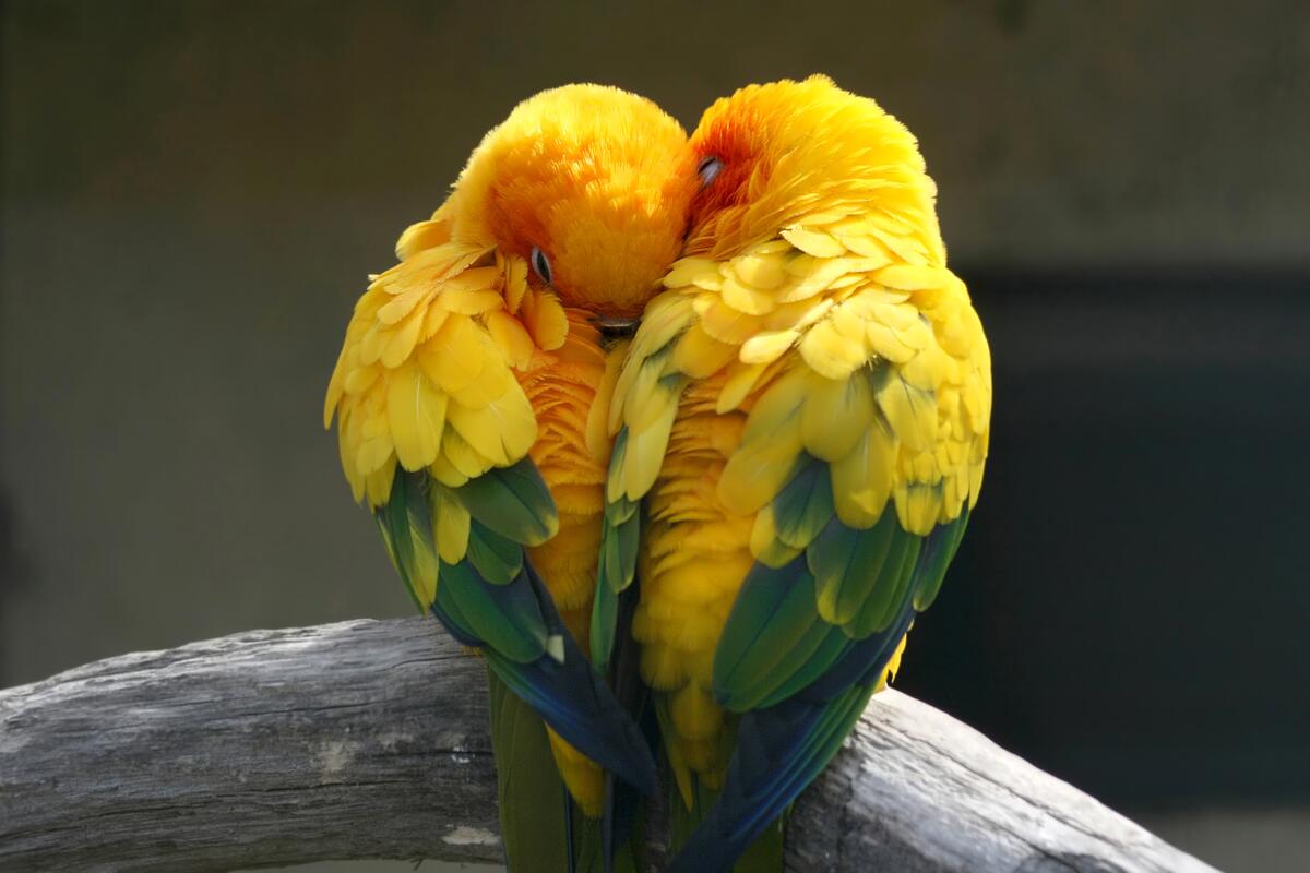 Wavy parrots with yellow feathers