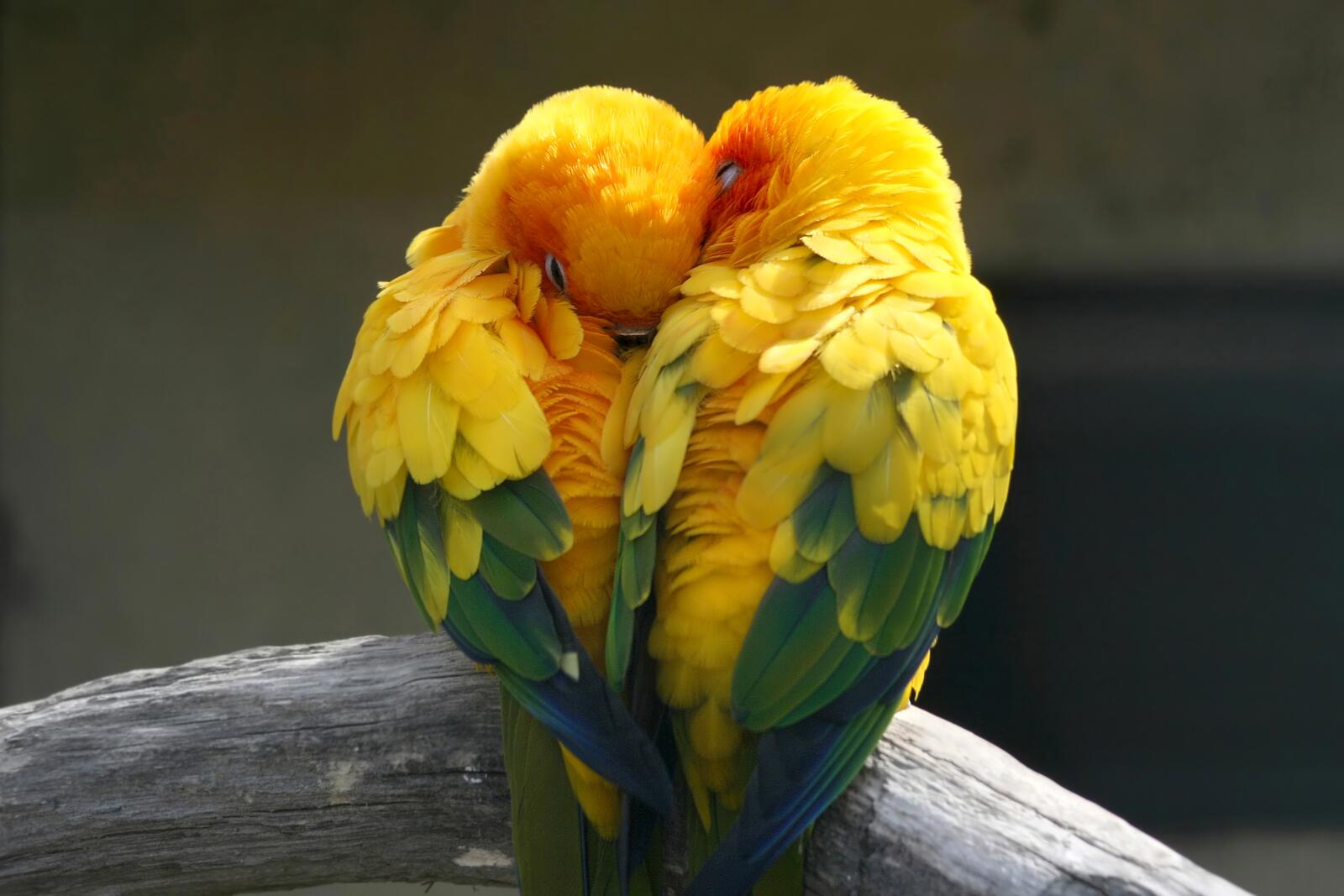 Free photo Wavy parrots with yellow feathers