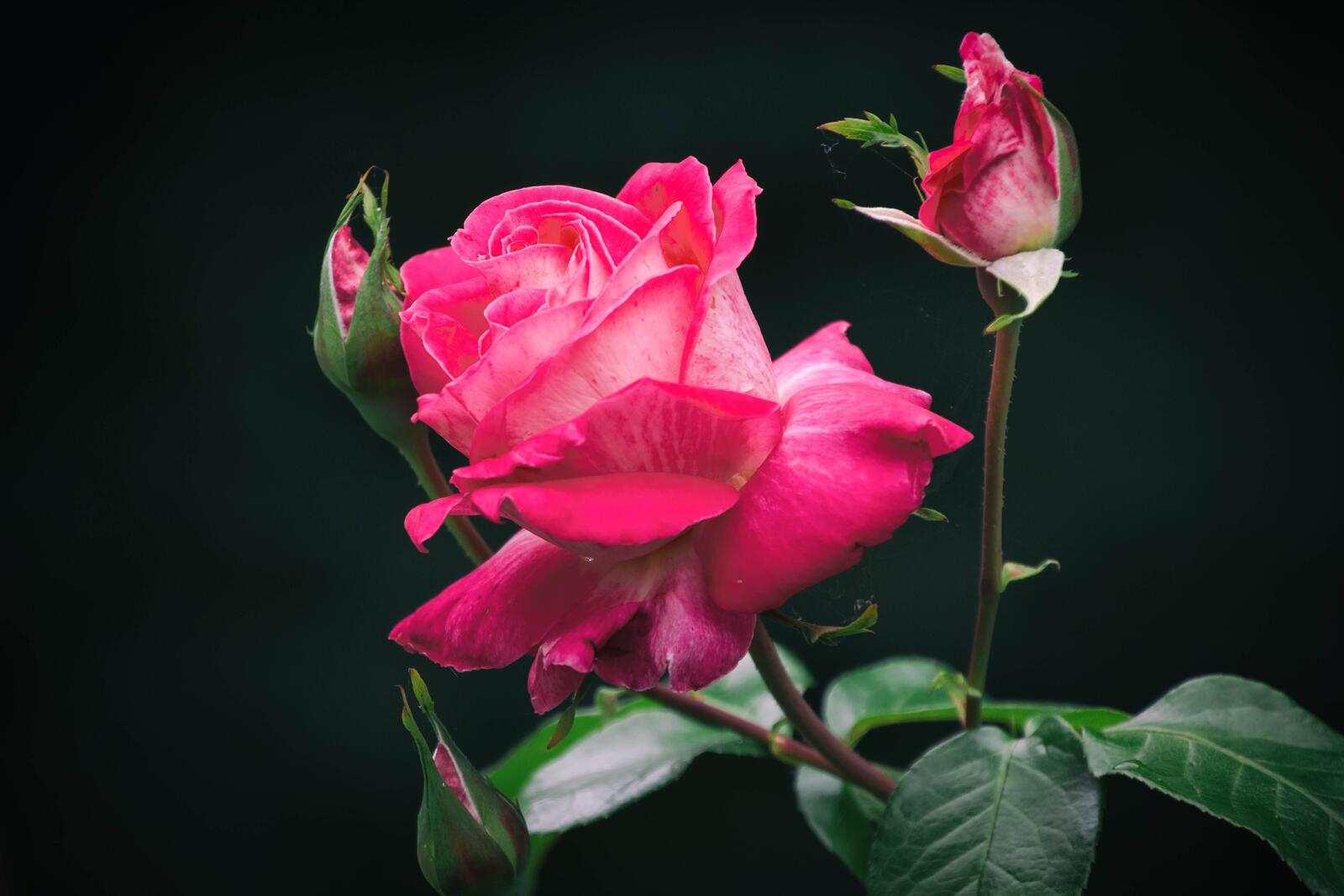 Обои одинокая роза цветы розовая роза на рабочий стол