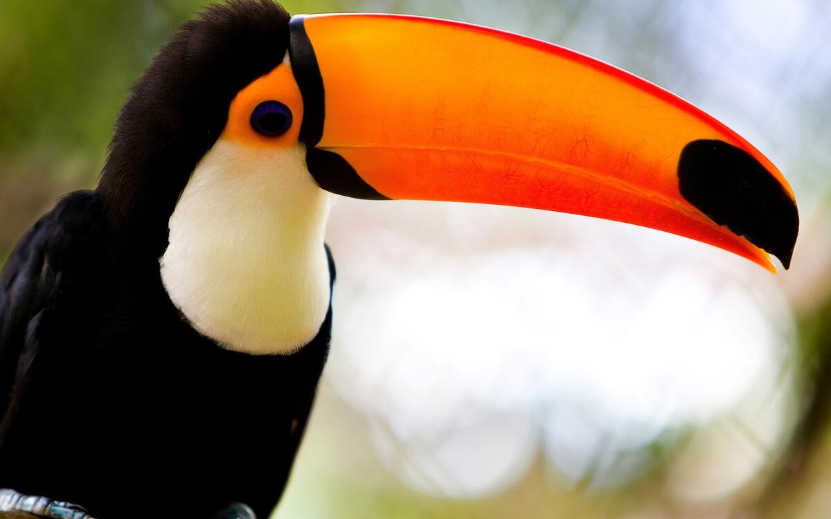 A close-up view of a toucan from the side