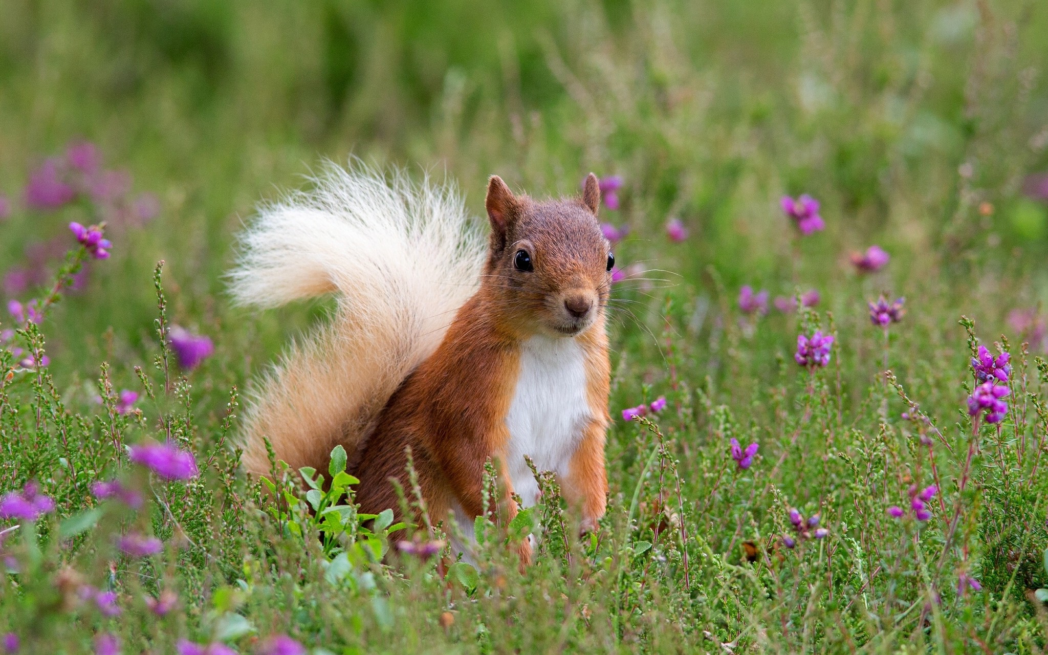 Free photo Squirrel in the grass with wildflowers
