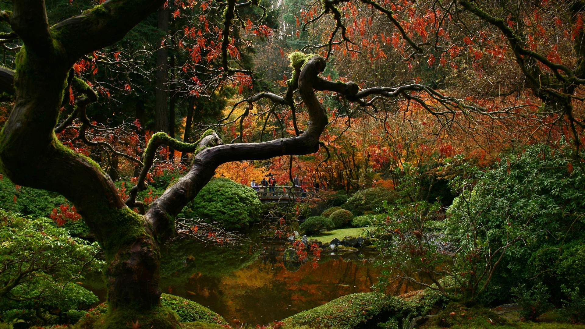 Бесплатное фото Красивый и в то же время жуткий лес