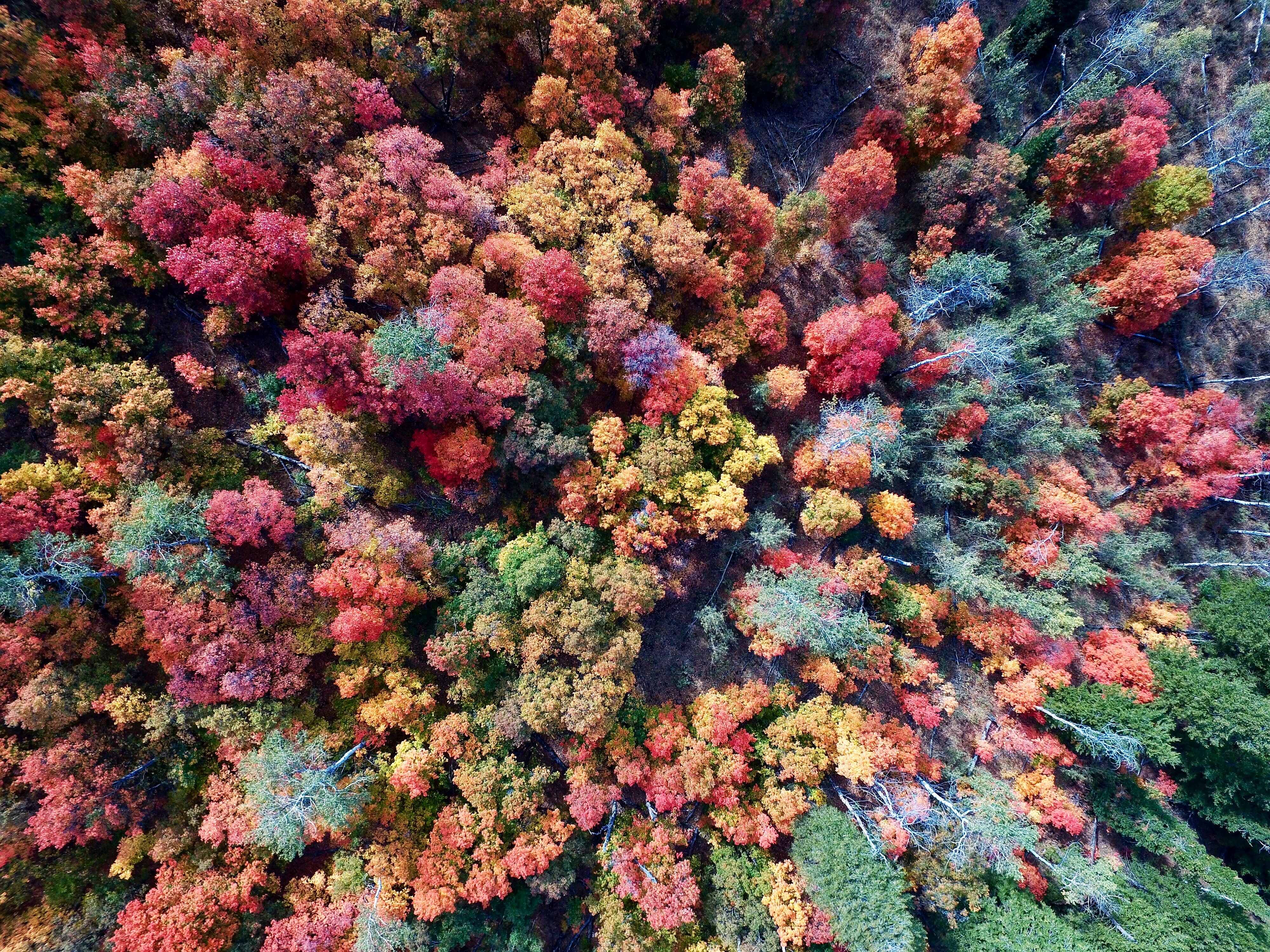 Цветной осенний лес вид сверху