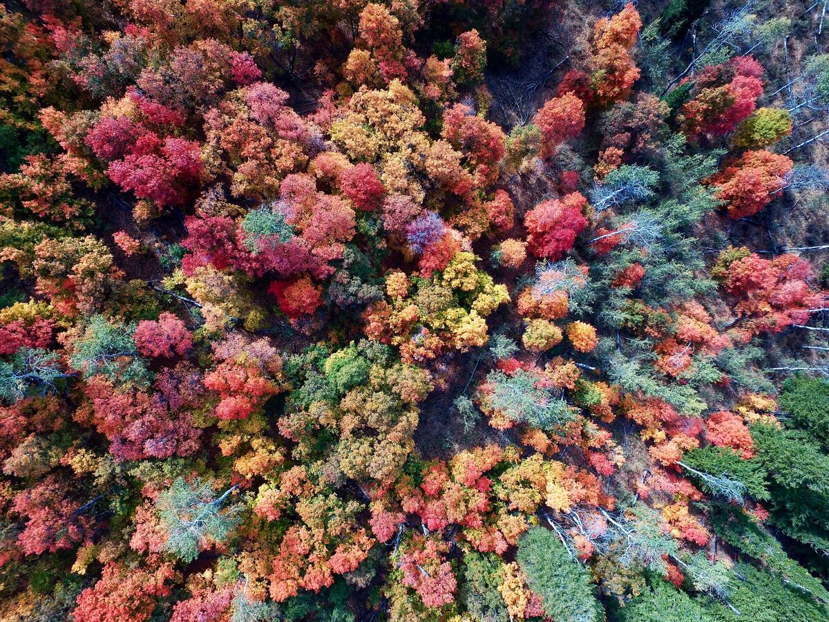 Colorful autumn forest view from above