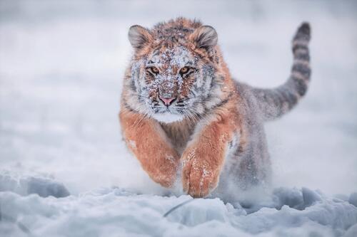 Сибирский тигр бежит по снегу