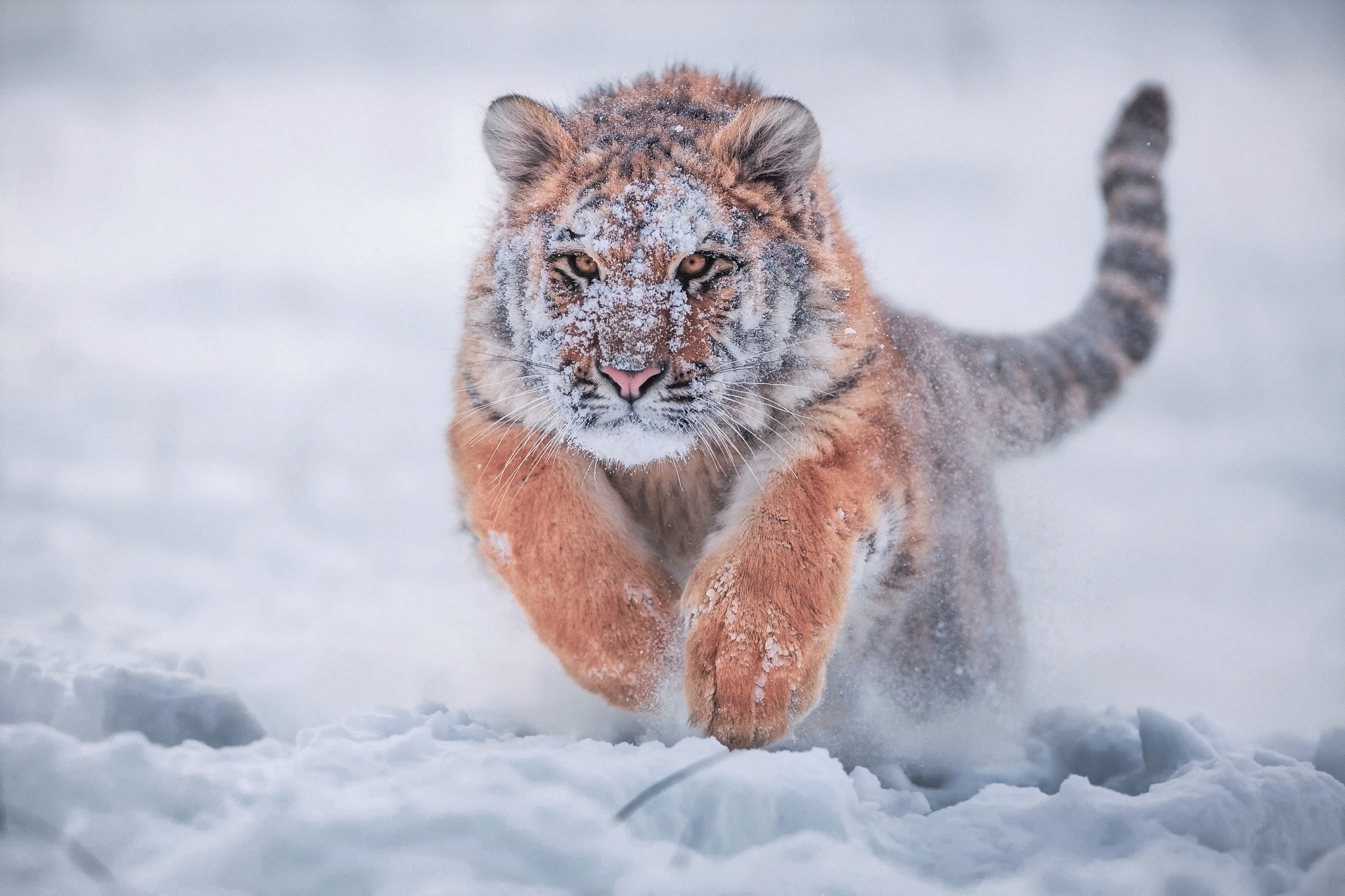 Фото бесплатно обои сибирский тигр, бежит, снег