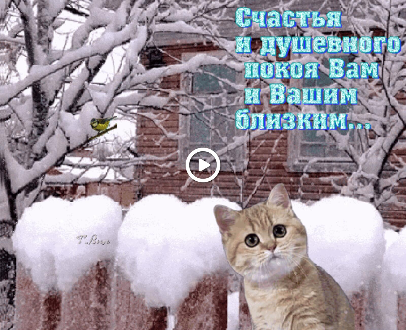 Открытка на тему зима пожелание доброго утречка картинки котенок бесплатно