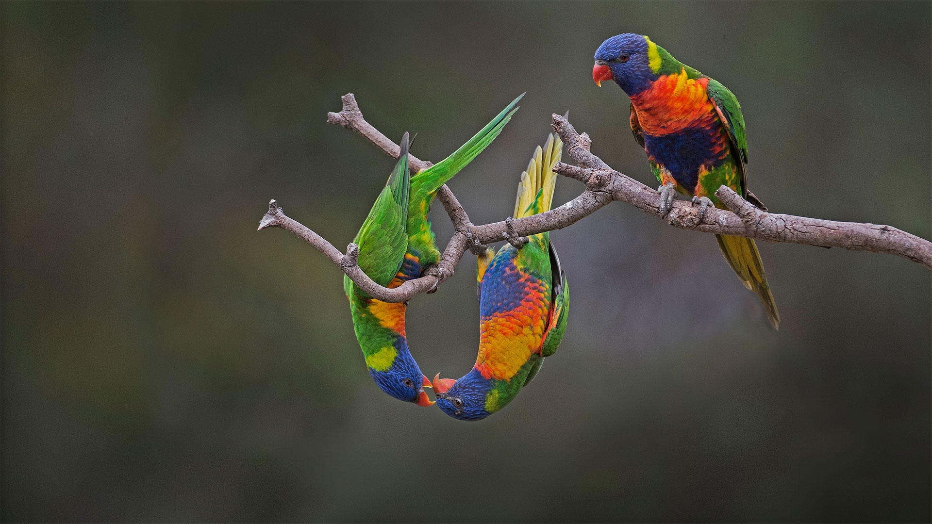 Wallpapers Rainbow lorikeet parrot bird on the desktop
