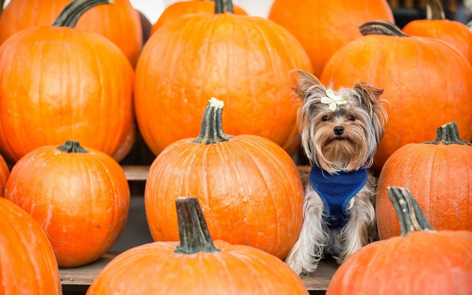 Wallpapers Yorkshire terrier dog pumpkin on the desktop