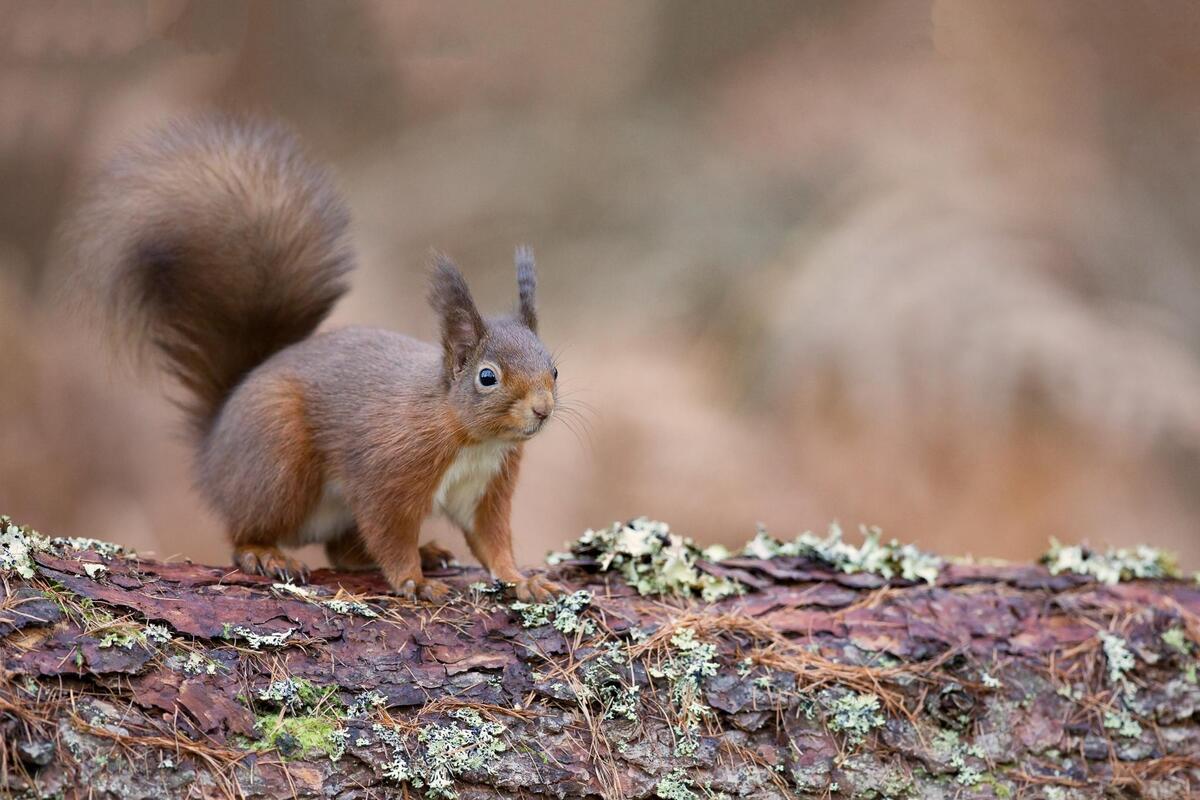 Photos online free animal, a genus of rodents of the squirrel family