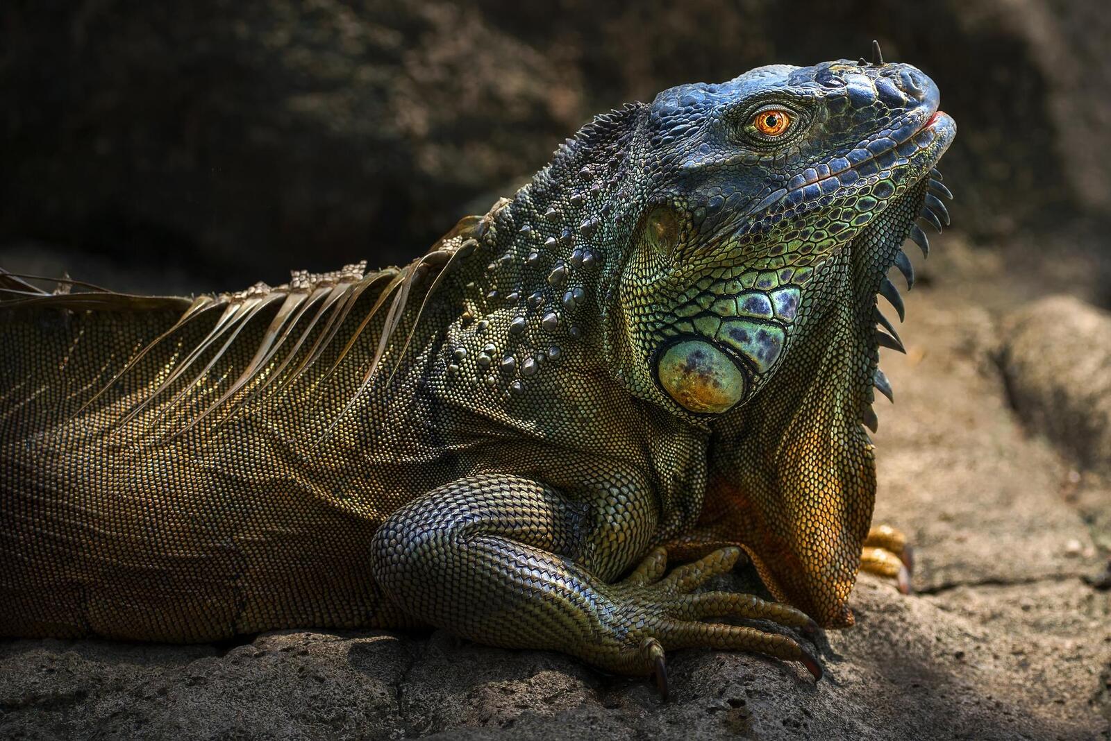 Wallpapers iguana a large herbivorous lizard of the family of iguanids animals on the desktop