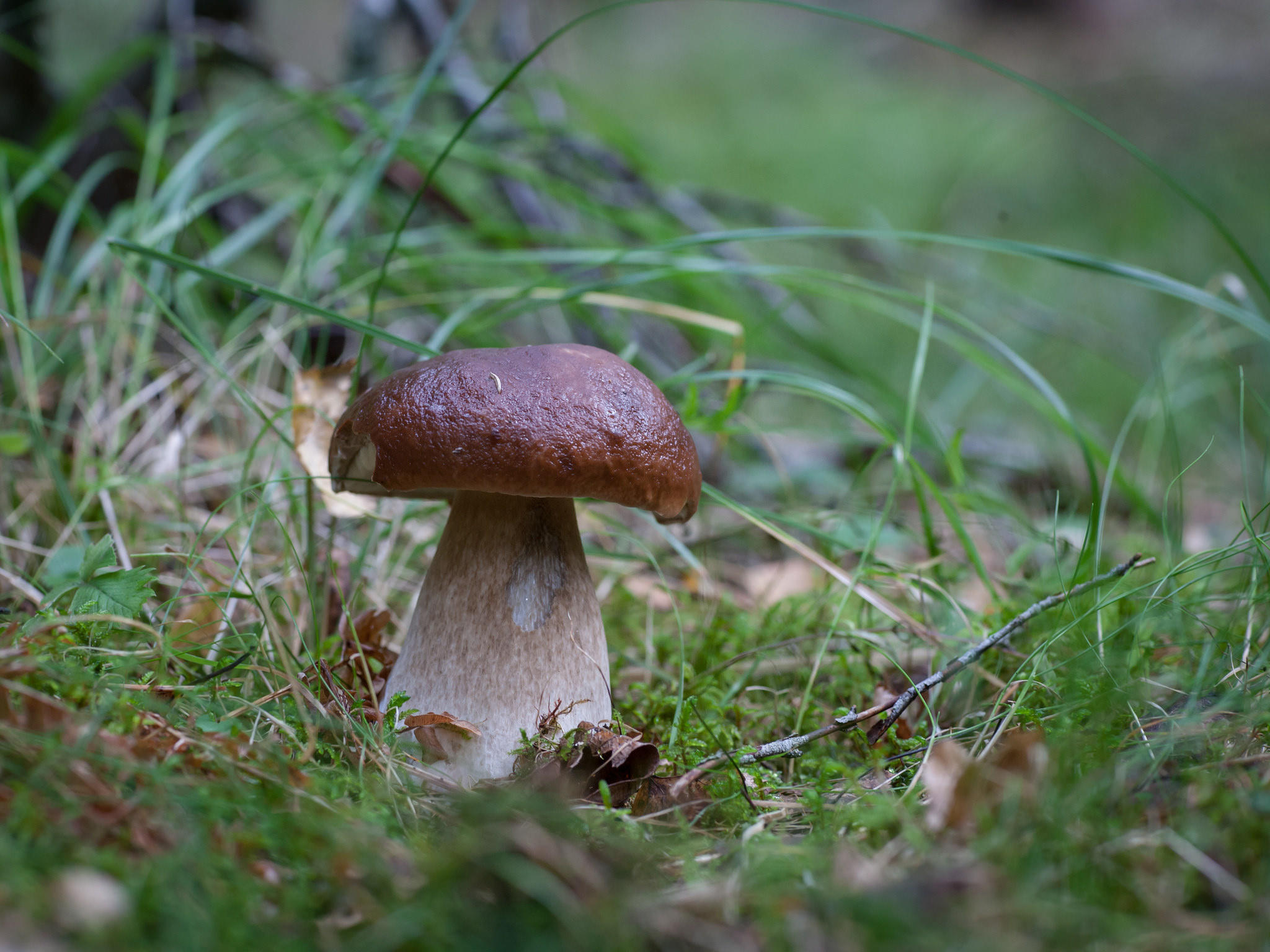 Фото бесплатно природа, гриб, белый гриб