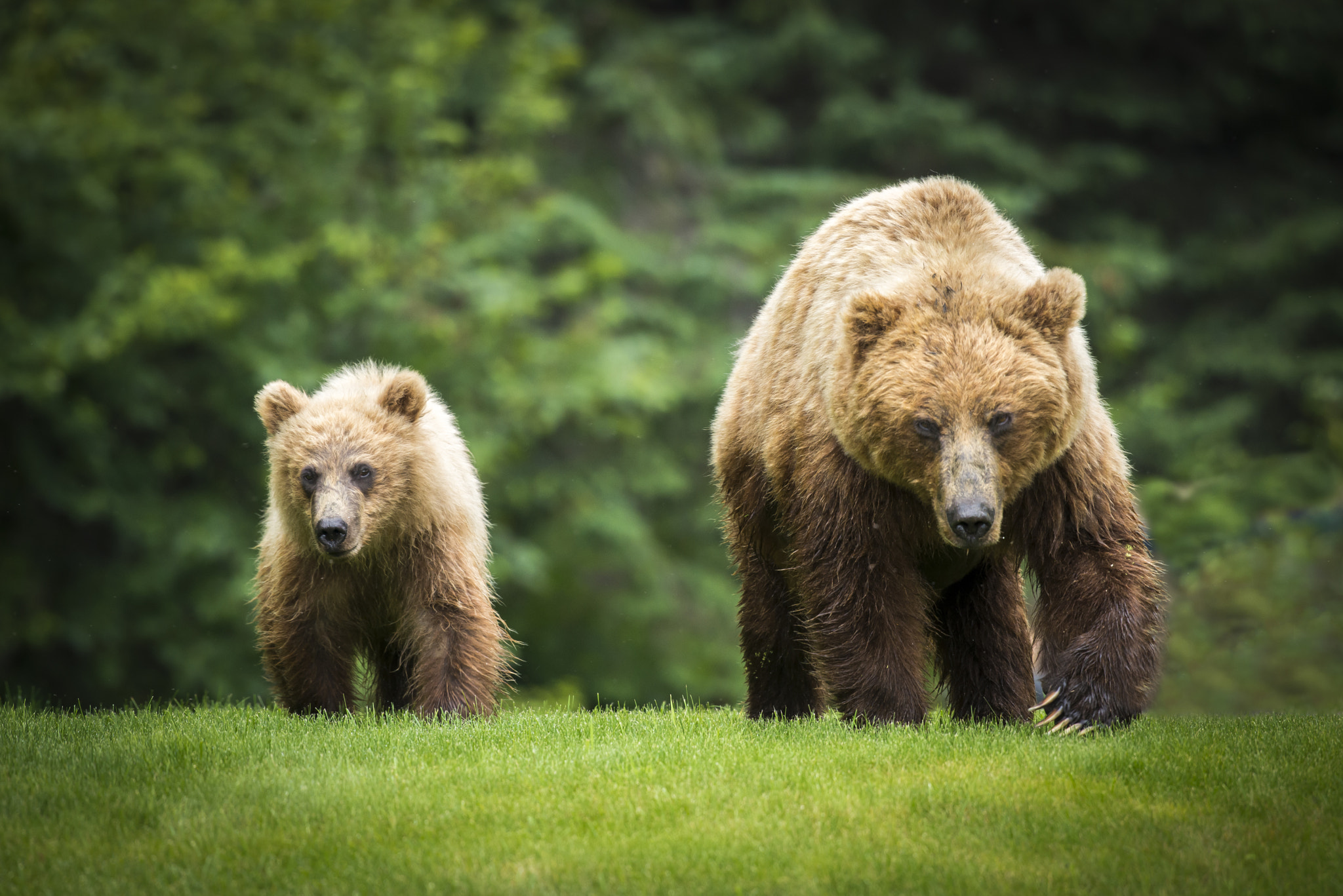 Momma bear and baby bear