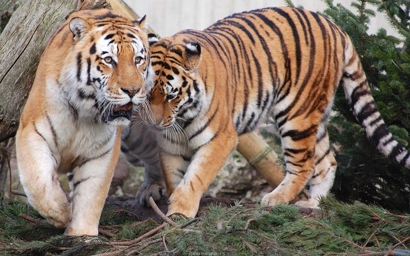 Обои тигры пара хищники на рабочий стол
