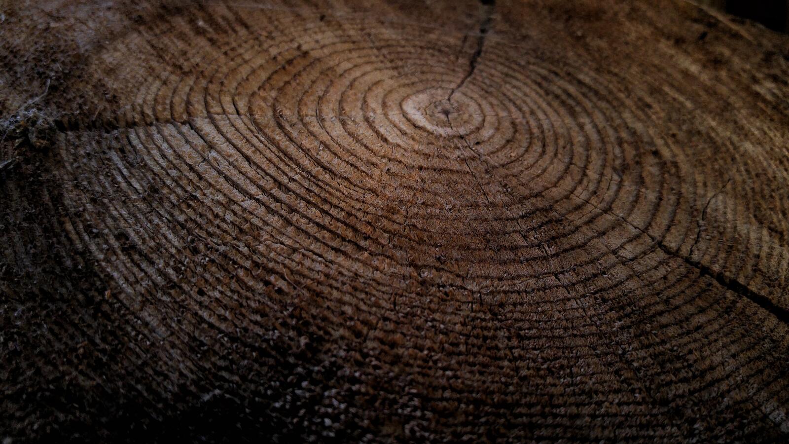 Обои дерево древесина текстура на рабочий стол