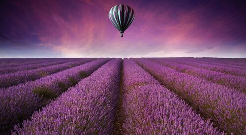 A hot air balloon flies over a field of purple flowers