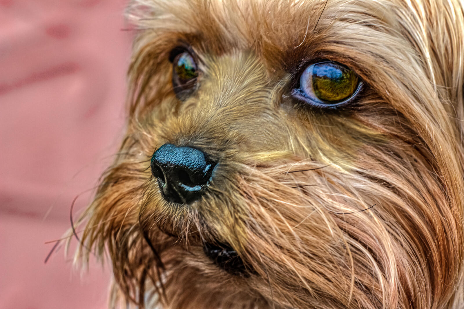 Free photo Yorkshire Terrier
