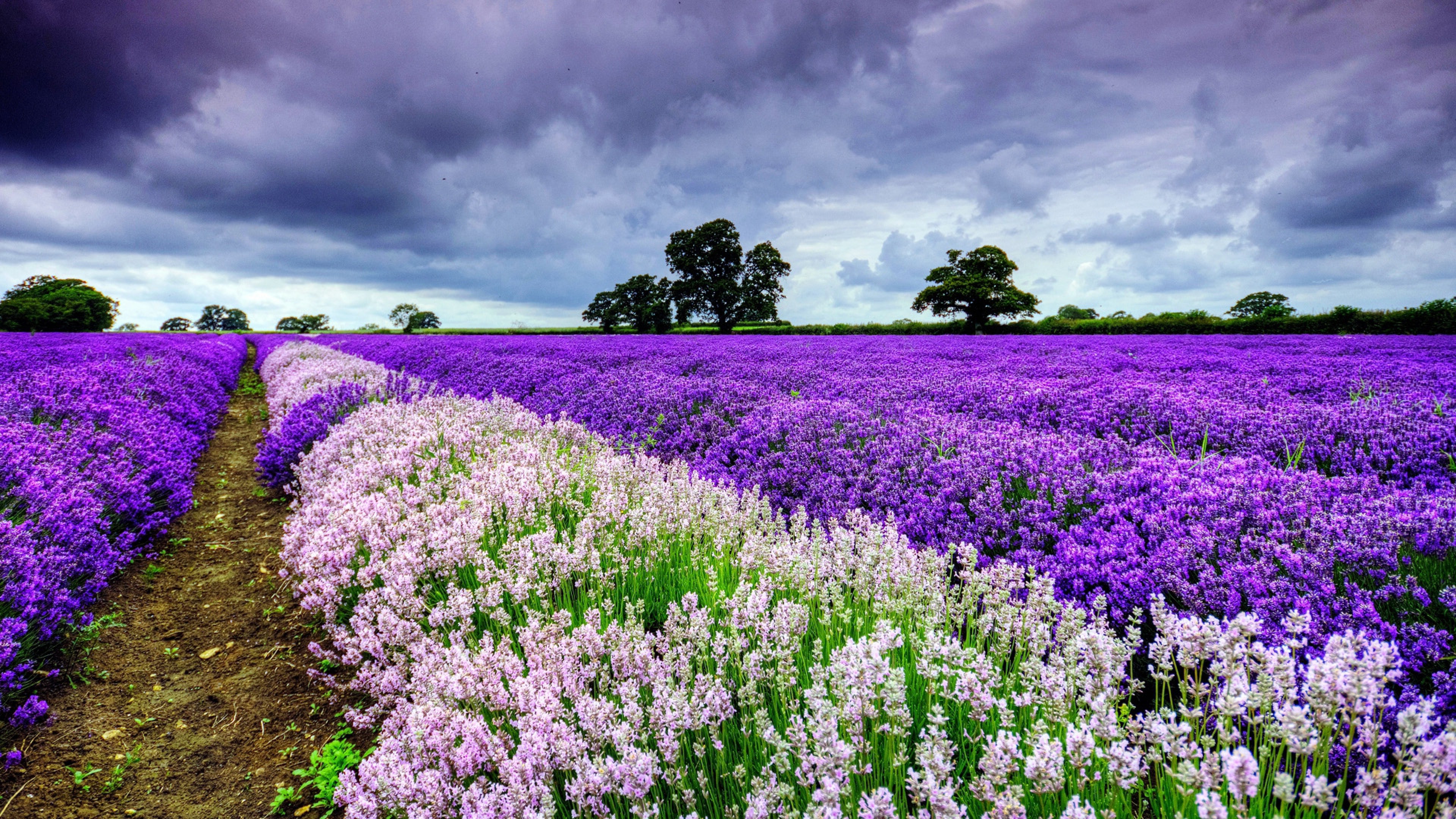 Фото бесплатно фиолетовый, цветочное поле, деревья