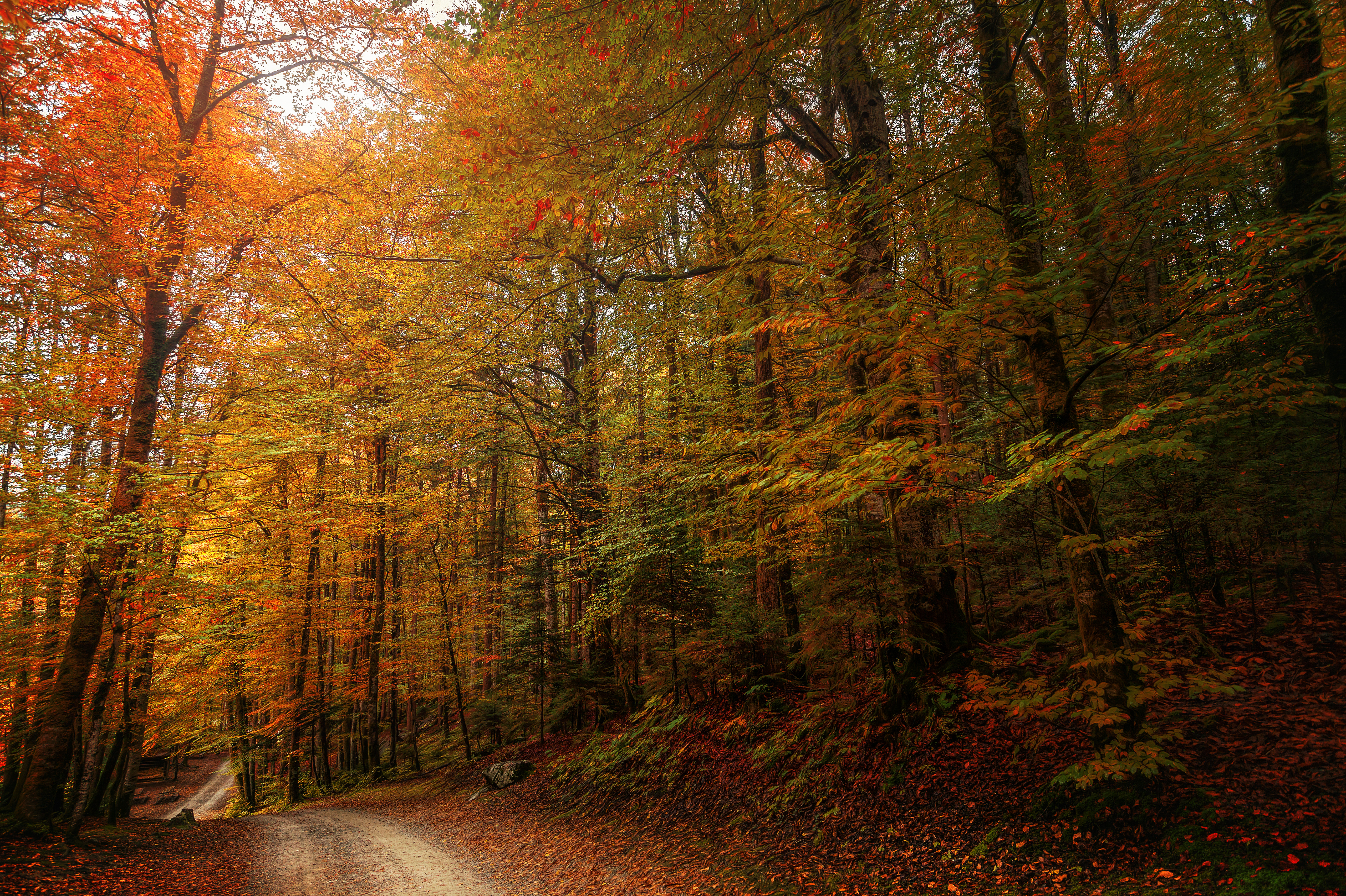 森林的照片，大尺寸的秋天