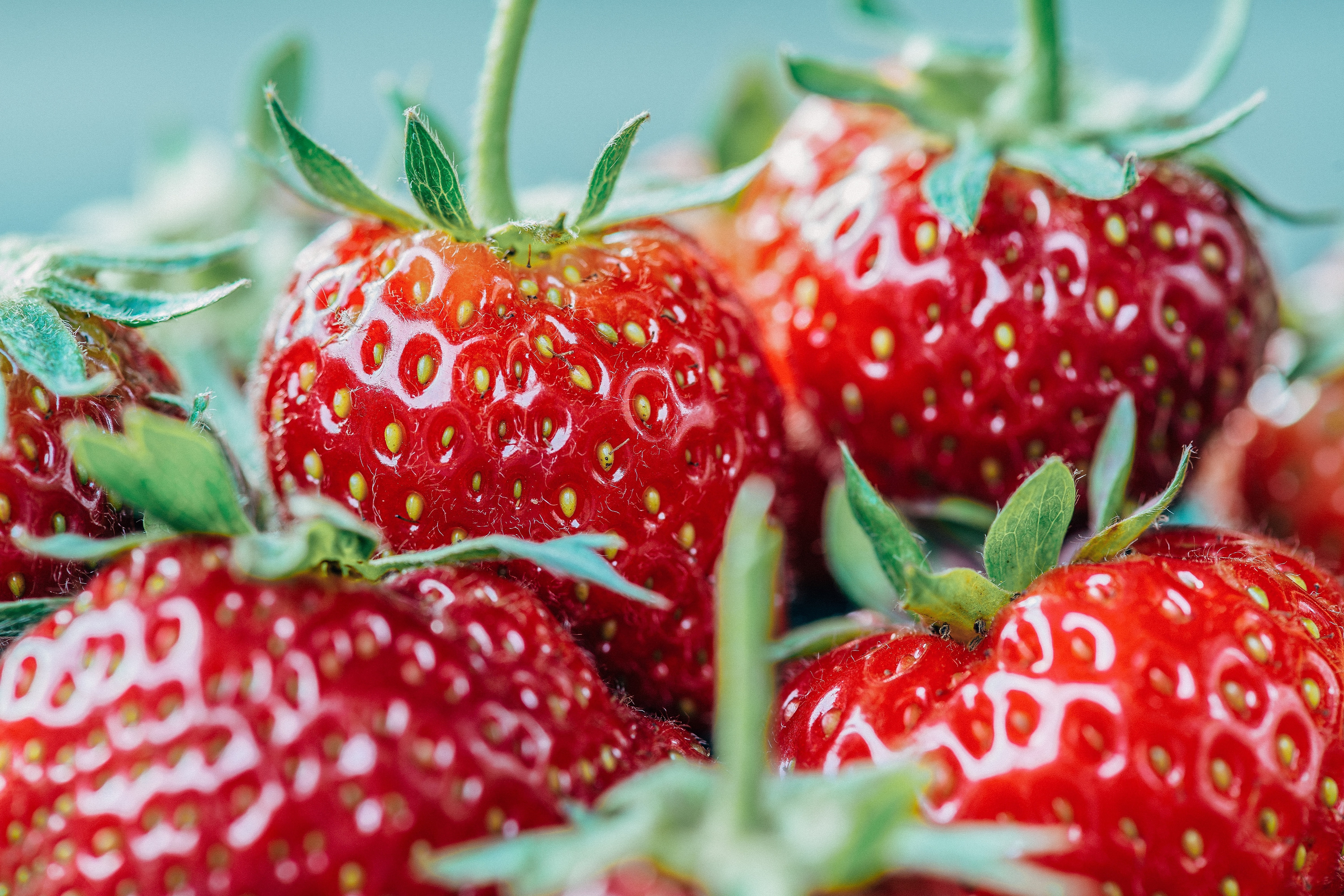 Wallpapers strawberry juicy plant on the desktop