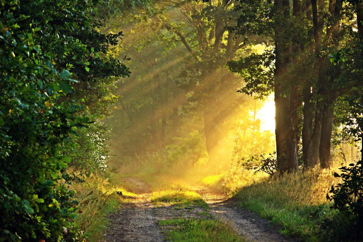 Утренние солнечные лучи на лесной дороге