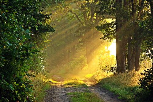 Утренние солнечные лучи на лесной дороге