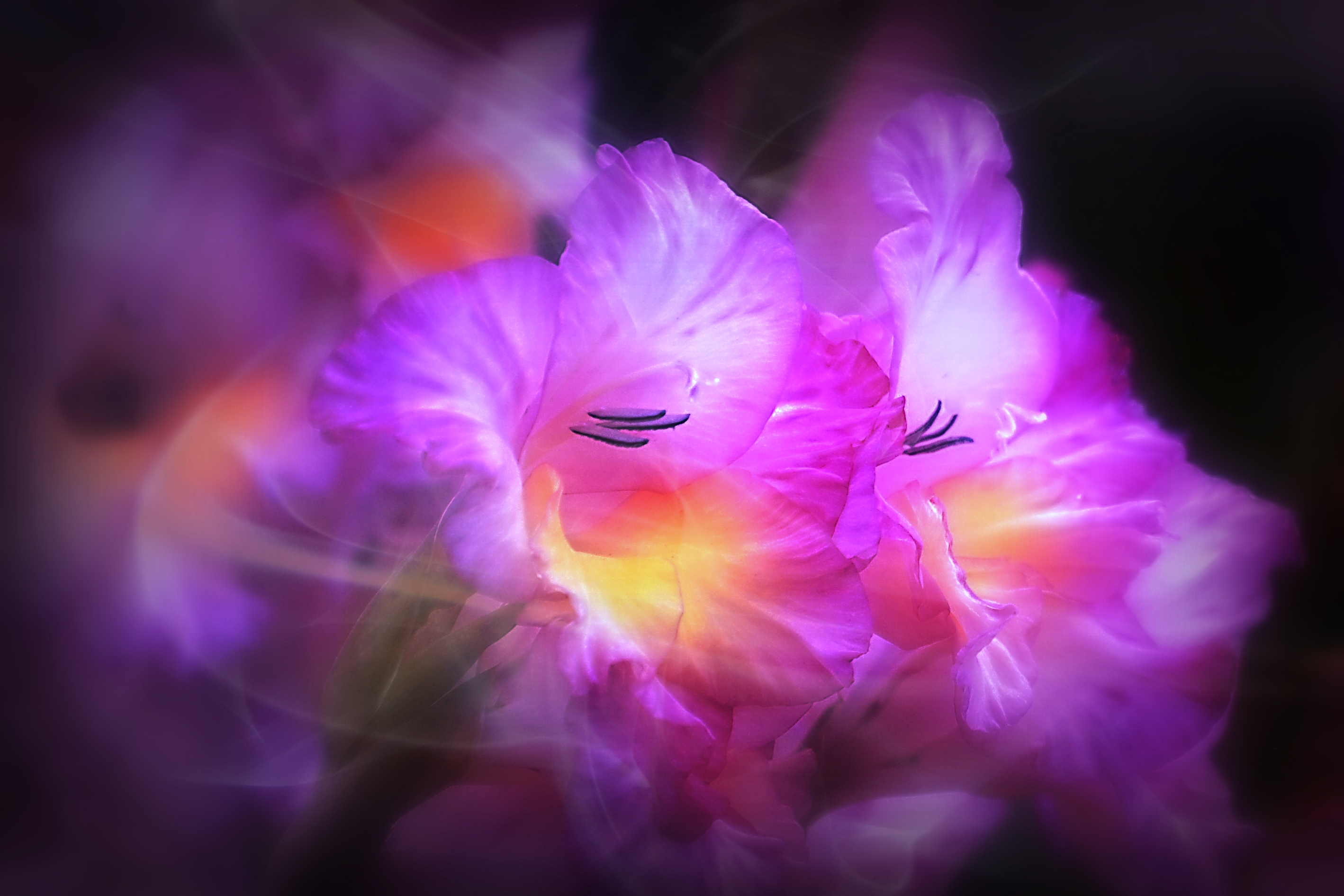Работа ночь цветы. Ночной цветок. Красивые ночные цветы. Гладиолус фиолетовый. Красивые цветы ночью.