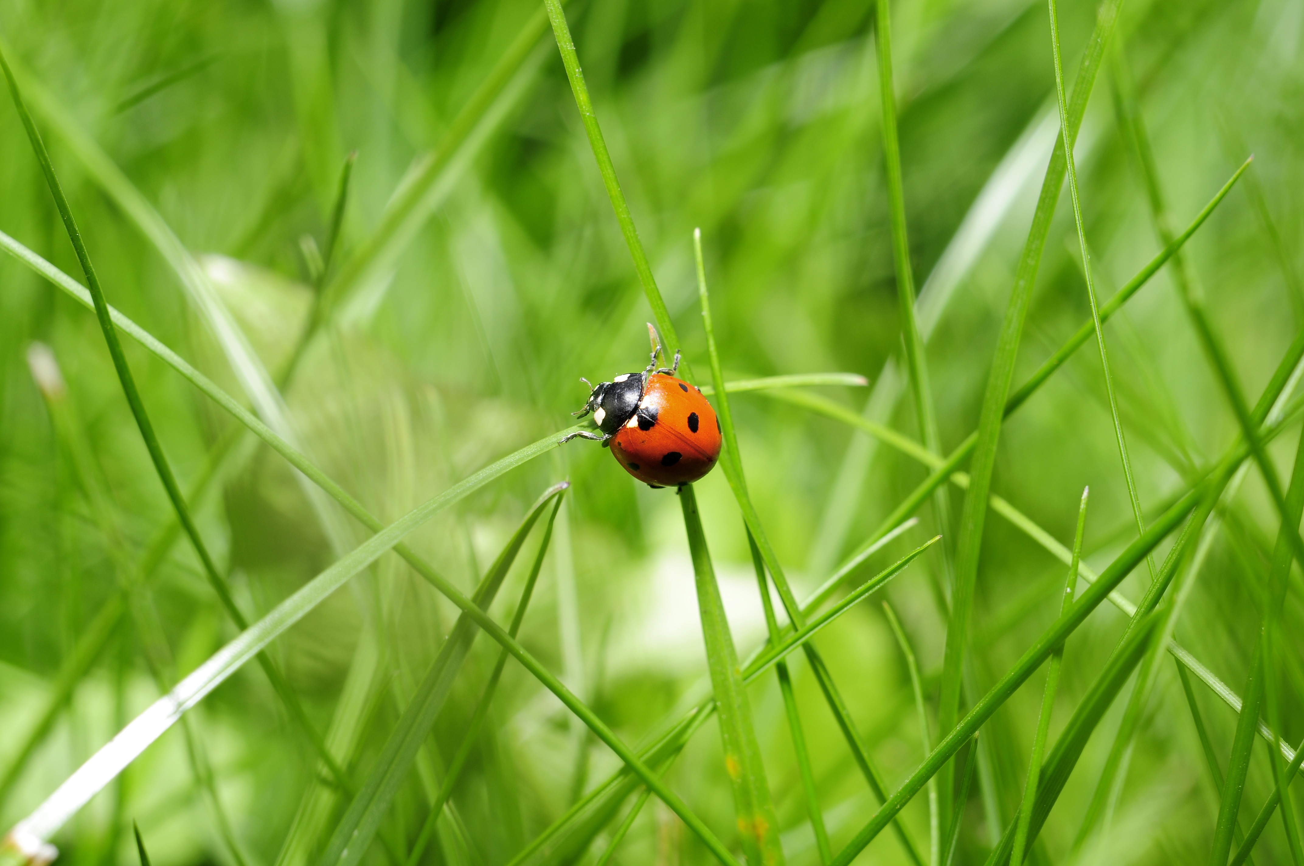 Photo free fauna, close-up, ladybug