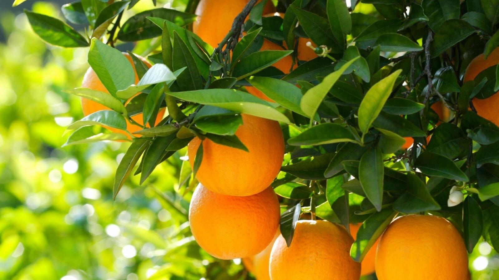 Wallpapers oranges citrus fruits on the desktop