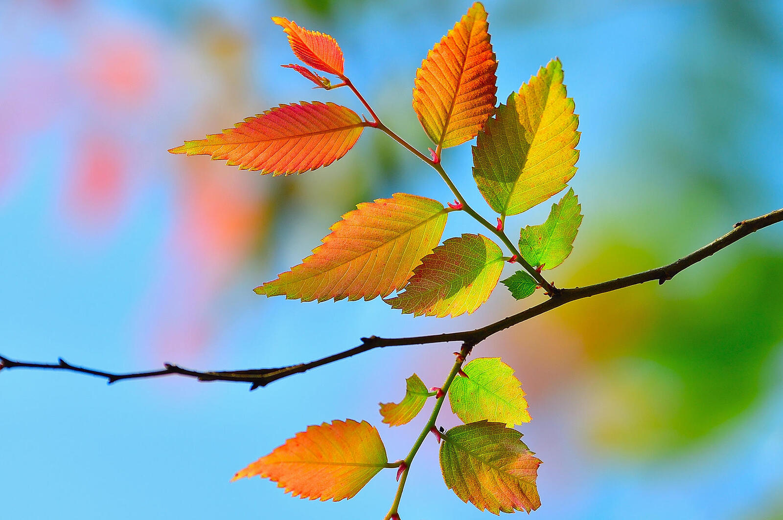 Wallpapers autumn branch nature on the desktop