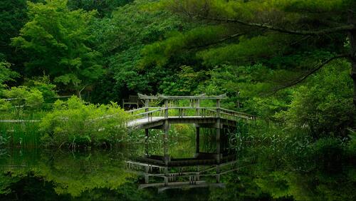 A bridge in the summer forest