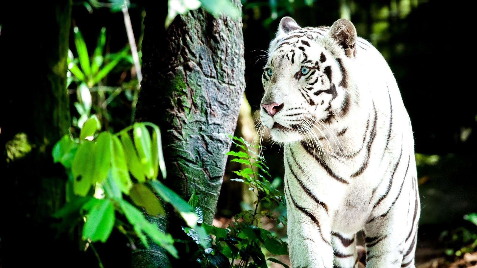 Wallpapers white tiger big cats predator on the desktop