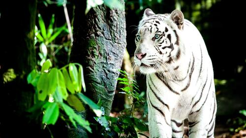 белый тигр большие кошки хищник