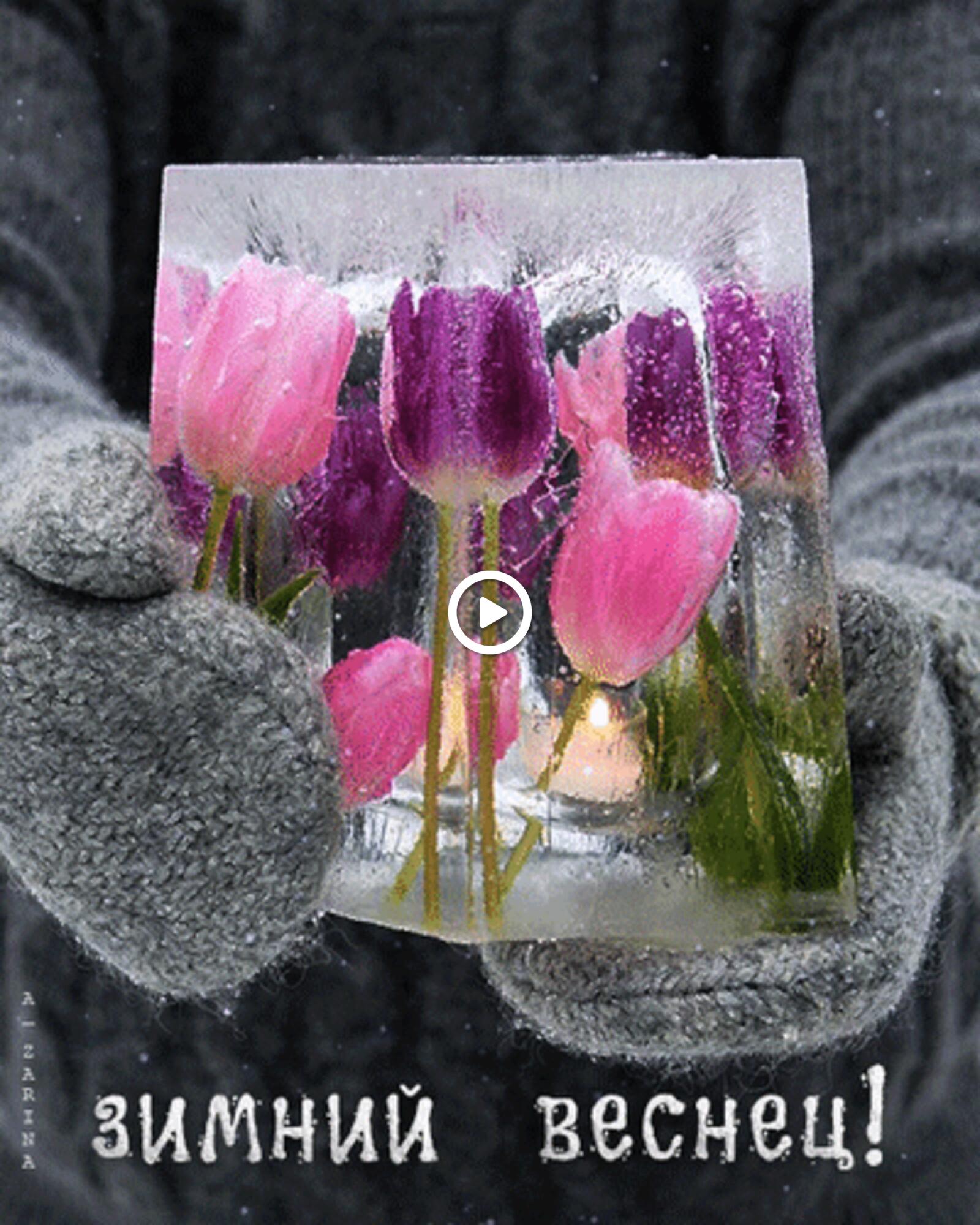 A postcard on the subject of winter tulips animation for free